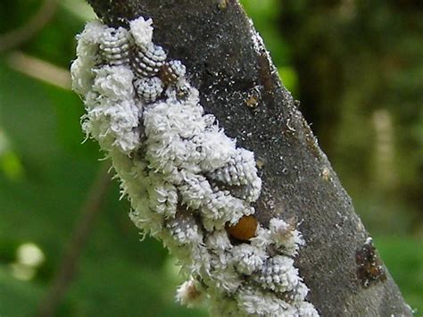 Wooly Aphids