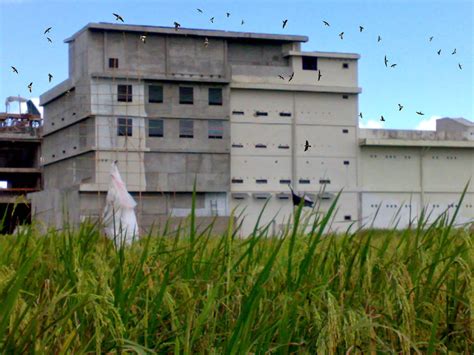 Desain rumah seluas 347m2 yang berdiri di lahan berukuran 25 x 8 meter milik ibu via ini menggunakan style modern tropis yang terlihat dari penggunaan material industrial serta fasad dengan banyak bukaan berukuran besar yang diberi elemen kaca. Kumpulan Gambar Rumah Walet - Burung Walet Kalimantan