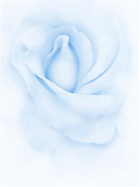 Delicate Blue Rose Flower Photograph By Jennie Marie Schell Pixels
