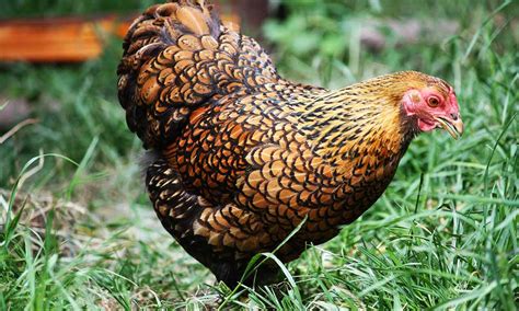 What Chicken Breeds Are Best For Your Farm Backyard