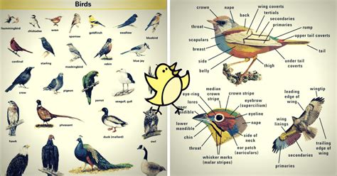 Words To Describe Birds Birdbj