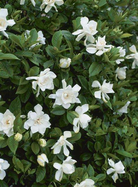Shrubs That Thrive In Part Shade To Full Shade Partial Shade Plants