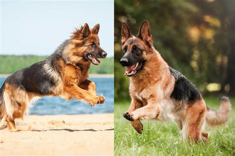 Are German Shepherds Long Haired