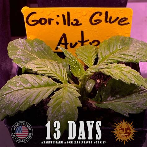 Gorilla Glue Auto Strain Autoflower Barneys Farm Uk