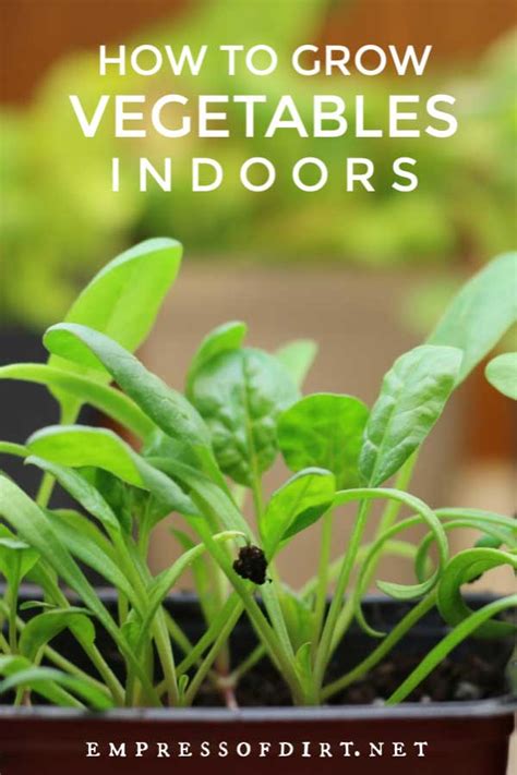 Grow Vegetables Indoors Easy Beginners Guide Empress Of Dirt
