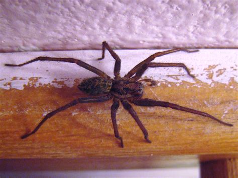 Filehouse Spider From Above Wikimedia Commons