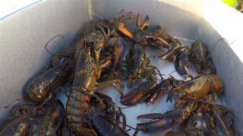 Nova Scotia Lobsters Still In Sweet Spot Despite Climate Change