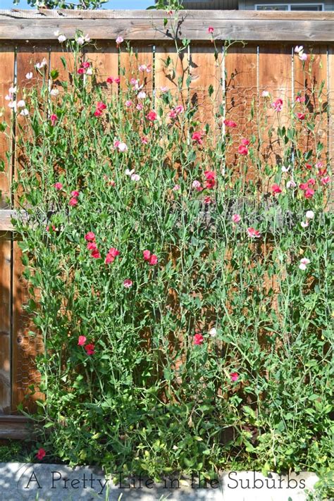 How To Grow Sweet Peas Archives A Pretty Life In The Suburbs