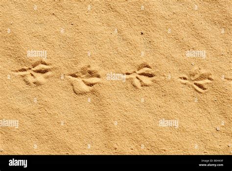 Bird Tracks Left In The Sand Sahara Desert Algeria North Africa