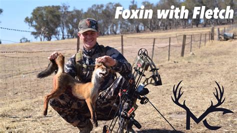 Bow Hunting Red Fox Australia Youtube