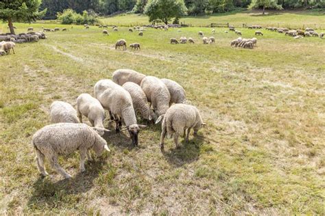 Sheeps Are Grazing At The Meadow Stock Photo Image Of Flock Nature