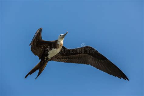 Female Frigate Bird In Flight Stock Image Image Of Amazing Black
