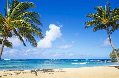 夏威夷棕榈树海滩沙子考艾岛棕榈叶水天空水平画幅无人摄影素材汇图网