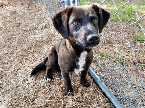 Pets offered by humane societies and shelters, owners and breeders locally in city of toronto. Humane Society of Southern Illinois - Open acess animal ...