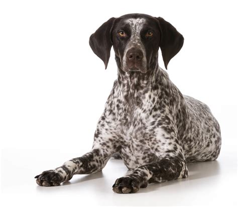 Black And White Spotted Tall Dog Breeds Dog Bread