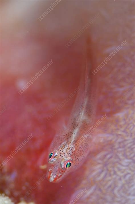 Goby Hidden On Soft Coral Stock Image C0235412 Science Photo Library
