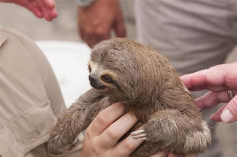 What Are The Pros And Cons Of Keeping A Pet Sloth