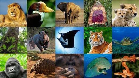 Busca El Día Mundial De La Vida Silvestre Garantizar La Conservación