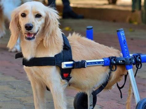 Tripod Dog Causes Of Amputation Handicappedpets
