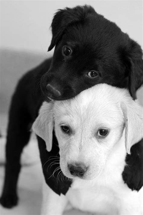Hugging Puppies Cute Black And White Animals Hugs Animaux Adorables