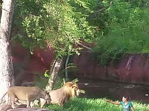Watch ‘drunk Man Jumps Into Lions Pen At Hyd Zoo Rescued Unhurt
