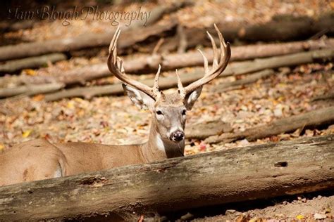 12 Point Buck Wildlife Pinterest