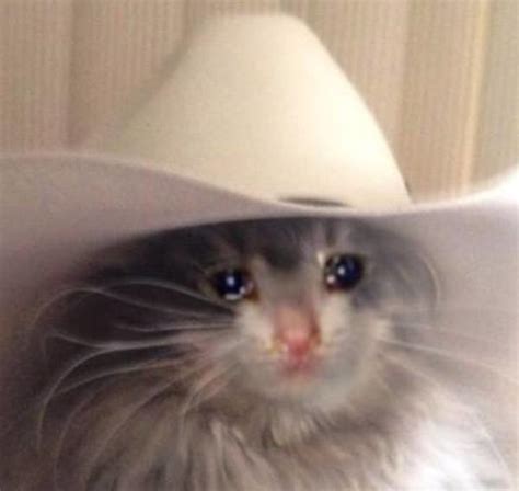 Cat With Cowboy Hat Crying All About Cow Photos