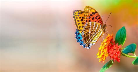 🔥 Free Download Butterfly And Flower 4k Ultra Hd Wallpaper Ololoshenka