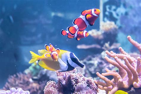 Top Fish For Starting A Tropical Freshwater Aquarium