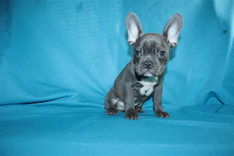 French bulldogs are hugely popular and in much demand, but they are notoriously difficult to breed. French bulldog puppies | French Bulldog In Los Angeles