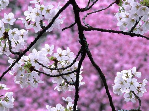 Sakura Flower Wallpaper Phone Gambar Bunga