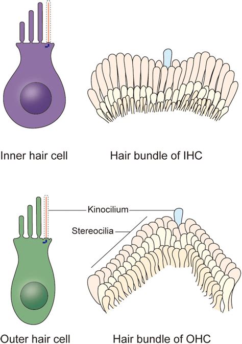 Frontiers The Kinocilia Of Cochlear Hair Cells Structures Functions