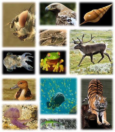 Global Biodiversity Wikipedia