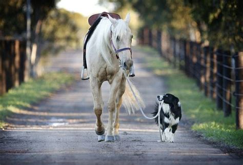 This Charming Dog That Rides Horses Is More Than Just A One Trick Pony