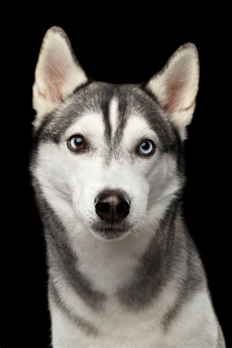 Portrait Of Siberian Husky Dog Serious Looking In Camera On Isolated
