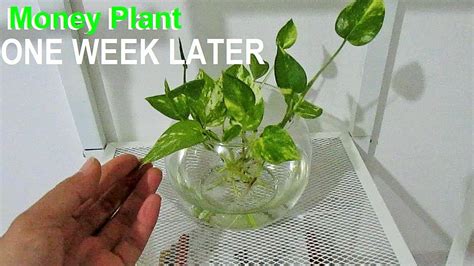 Best Money Plant In Water Vase Grass Supplier Fake Lotus