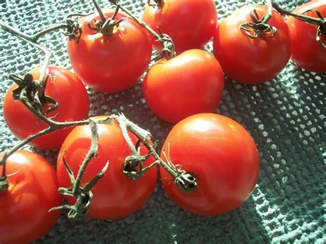 Roasted Campari Tomatoes Proud Italian Cook