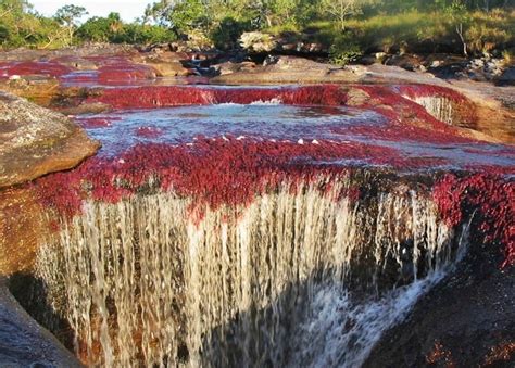 Ttls Blogs The River Of Five Colors Cano Cristales Colombia