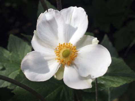 Eventually, a cluster of loosely connected but separate plants perennials with a single, large taproot and those with multiple stems arising from a single crown don't like to be divided. Identification of Perennial Flowers Made Easy - Gardenerdy