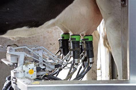 Diving Into Digital Dairy Farming And Automation Dairy Global