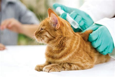 Las Vacunas Y Sus Efectos Secundarios En Las Mascotas