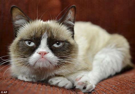 is this moody looking kitty the next grumpy cat meet the puss whose permanently sad face has