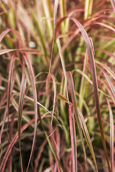 Graceful Grasses® Fireworks Variegated Red Fountain Grass
