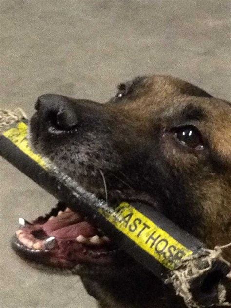 Перевод песни armed to the teeth — рейтинг: Police dogs armed with titanium teeth
