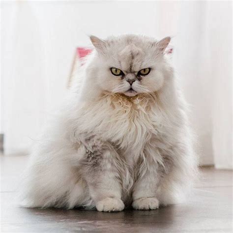 Of The World S Angriest Looking Cats Are Just Adorable Angry Cat Cats Crazy Cats