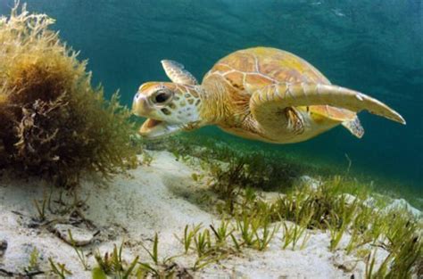 Gallery The Secret Life Of Green Turtles Australian Geographic