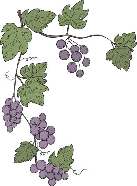 Vine Decorative Element Png Clipart Picture Grape Vine Clipart Clip