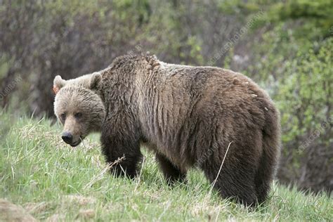 Female Grizzly Bear Stock Image C0194058 Science Photo Library