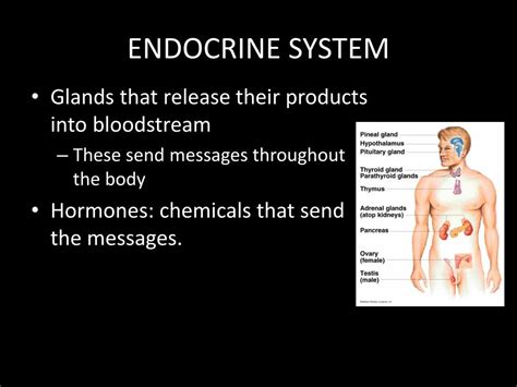 Ppt The Endocrine System Powerpoint Presentation Free Download Id2177086