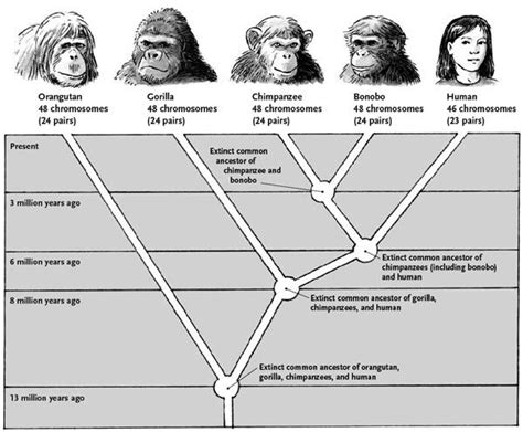 Simplified Guide Depicting The Main Branches Of Ape Human Evolution R